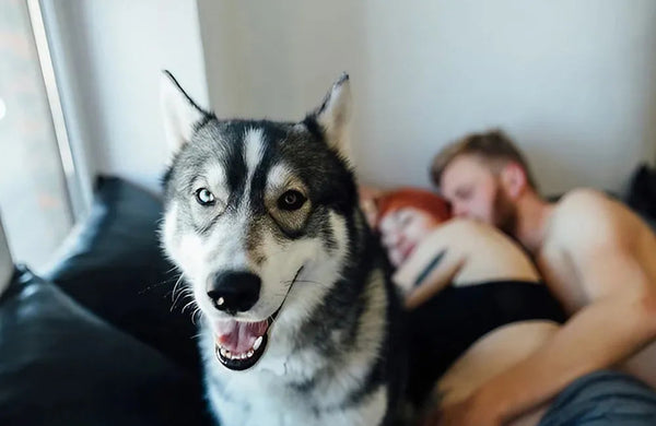 Beastiality Laws Explained - Understanding Legal Consequences and Ethi   Xinghaoya
