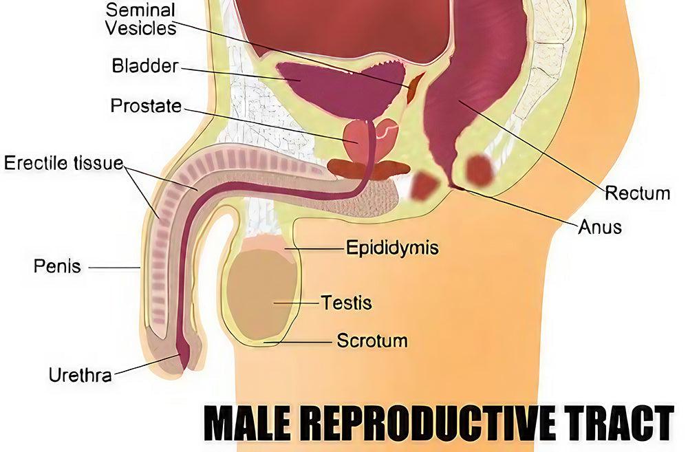 Jinsiy olatni opayotgan qiz rasm Ayollar mushuklarining porno suratlarini yaqindan tomosha qiling